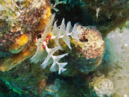 Christmas Tree Worm IMG 7107